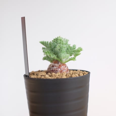 ペラルゴニウム アッペンディクラツム / pelargonium appendiclatum / KN1344