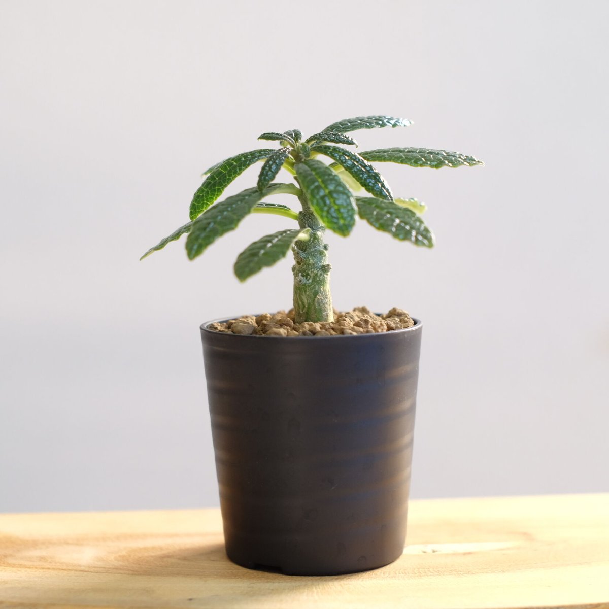 ドルステニア ギガス / Dorstenia gigas | 塊根植物 小苗専門店
