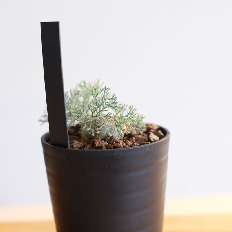 user_2916a88b専用 モンソニア ペニクリナム2株セット 本日限定価格