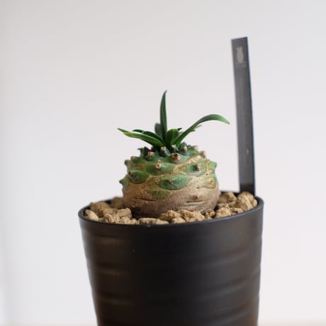 ユーフォルビア オベサ×鉄甲丸　Euphorbia obesa×bupleurifolia / KN1436