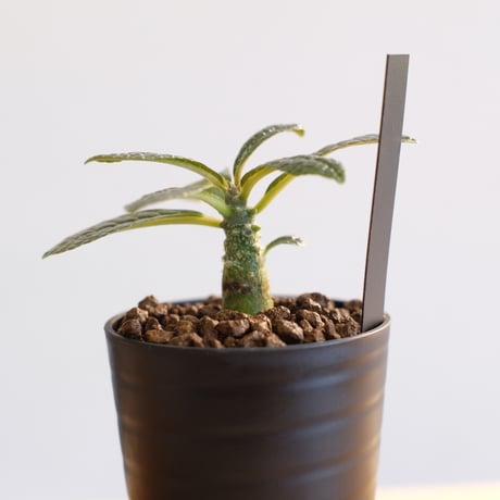 ドルステニア ギガス / Dorstenia gigas