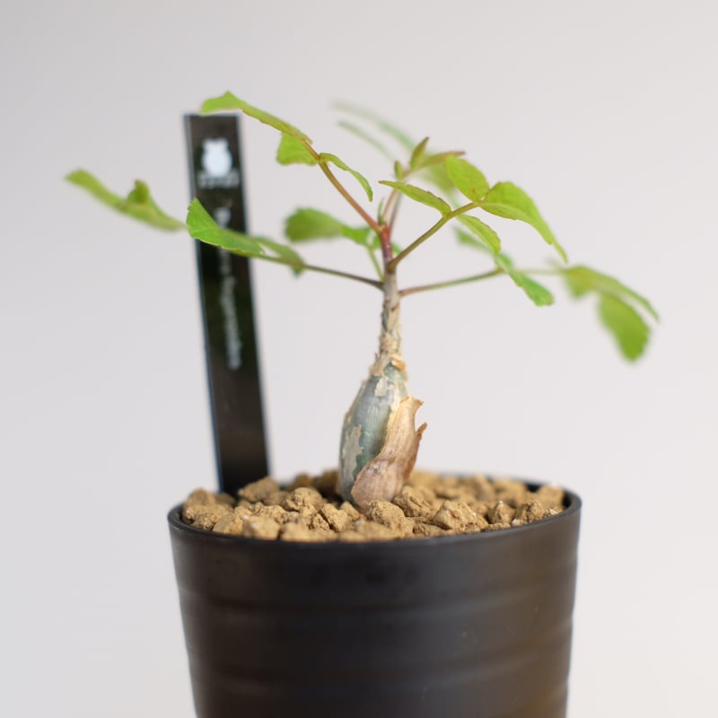 ブルセラ ファガロイデス / Bursera fagaroides | 塊根植物 小苗