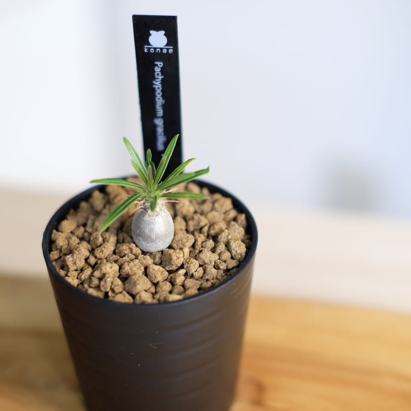 パキポディウム グラキリス / Pachypodium gracilius | 塊根植物 パキポディウム グラキリス / Pachypodium gracilius | 塊根植物