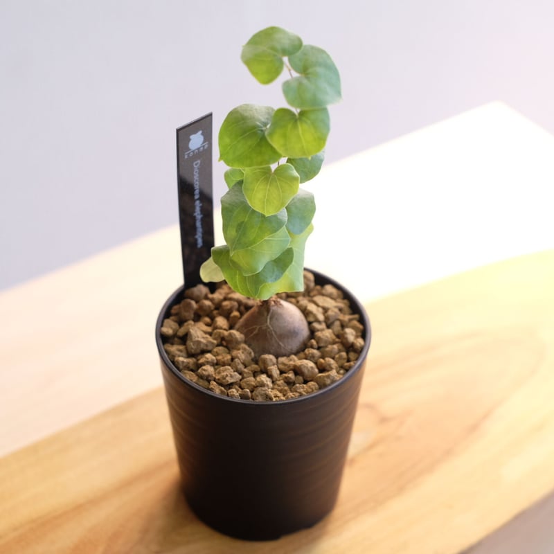 亀甲竜 アフリカ ディオスコレア エレファンティペス dioscorea ① Amazon.co.jp: NO.1アフリカ亀甲竜 ディオスコレアエレファン