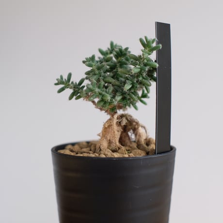 トリコディアデマ ブルボスム / Trichodiadema bulbosum