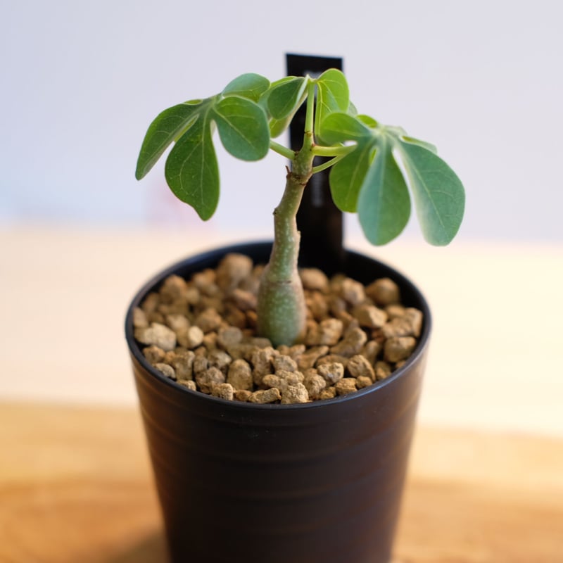 シャカリキ てる　アデニアグラウカ アデニア グラウカ | hanayoshi-botanical