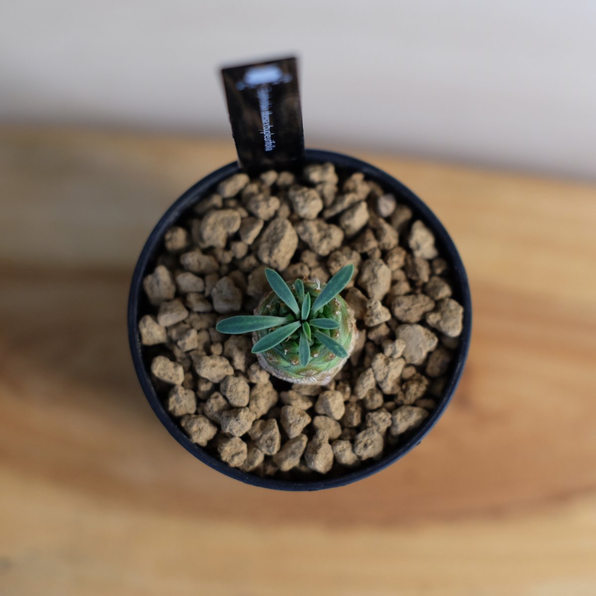 オベサ鉄甲 07 succulent_connection