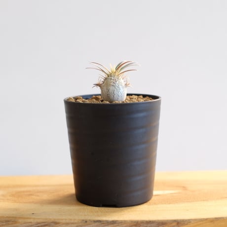 パキポディウム グラキリス / Pachypodium gracilius