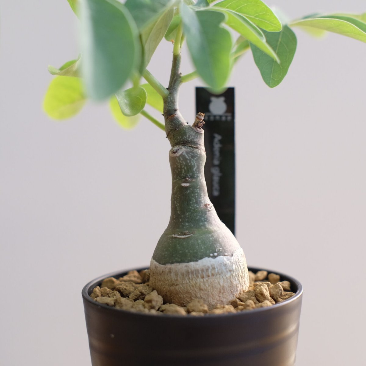 アデニア グラウカ / Adenia glauca | 塊根植物 小苗専門店 konae
