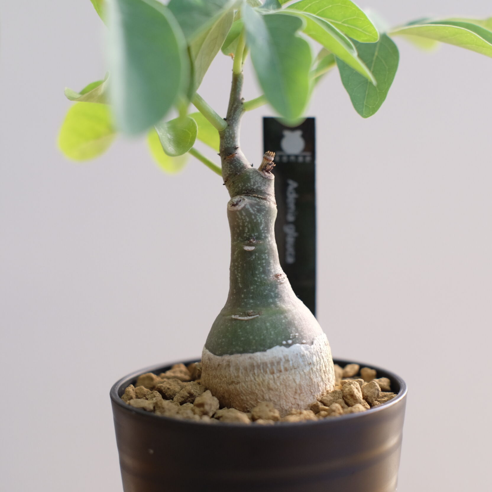 アデニア グラウカ / Adenia glauca | 塊根植物 小苗専門店 konae