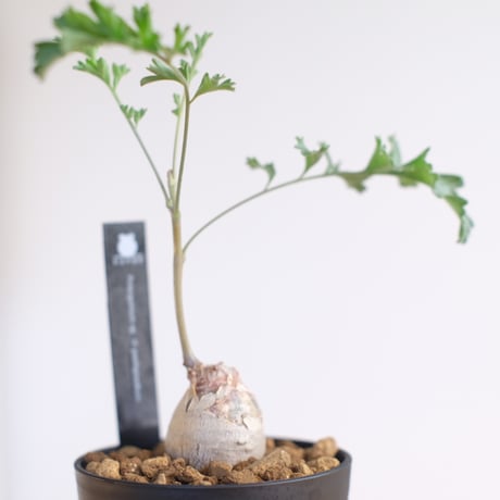 ペラルゴニウム パキポディウム / Pelargonium sp. cf. pachypodium / KN1362