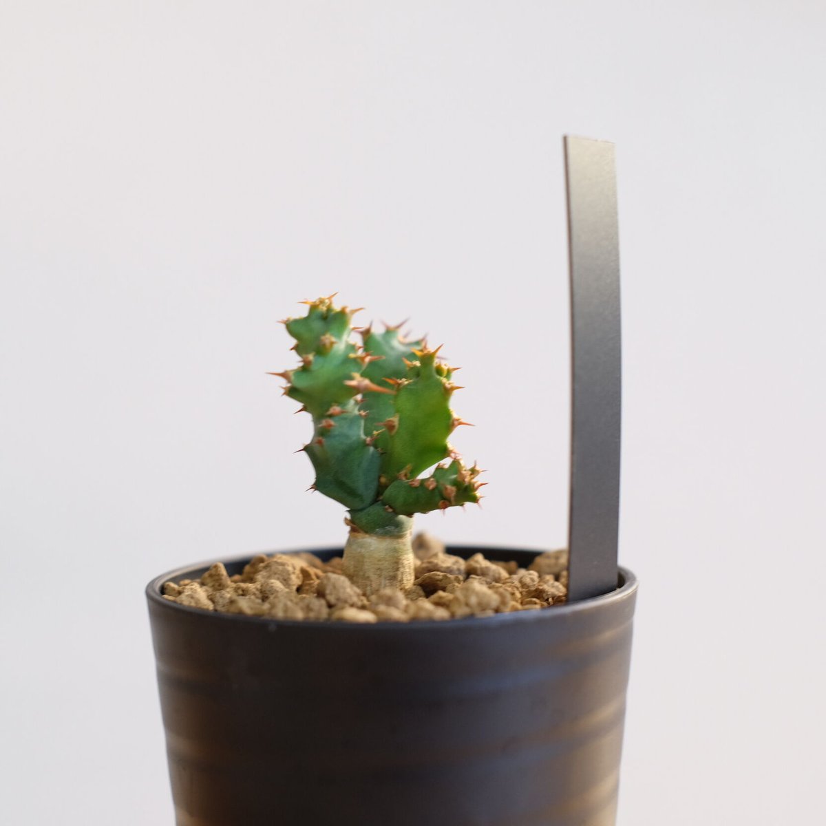 Euphorbia clavigera - ユーフォルビア クラビゲラ ユーフォルビア クラビゲラ 現地球 Euphorbia clavigera - メルカリ