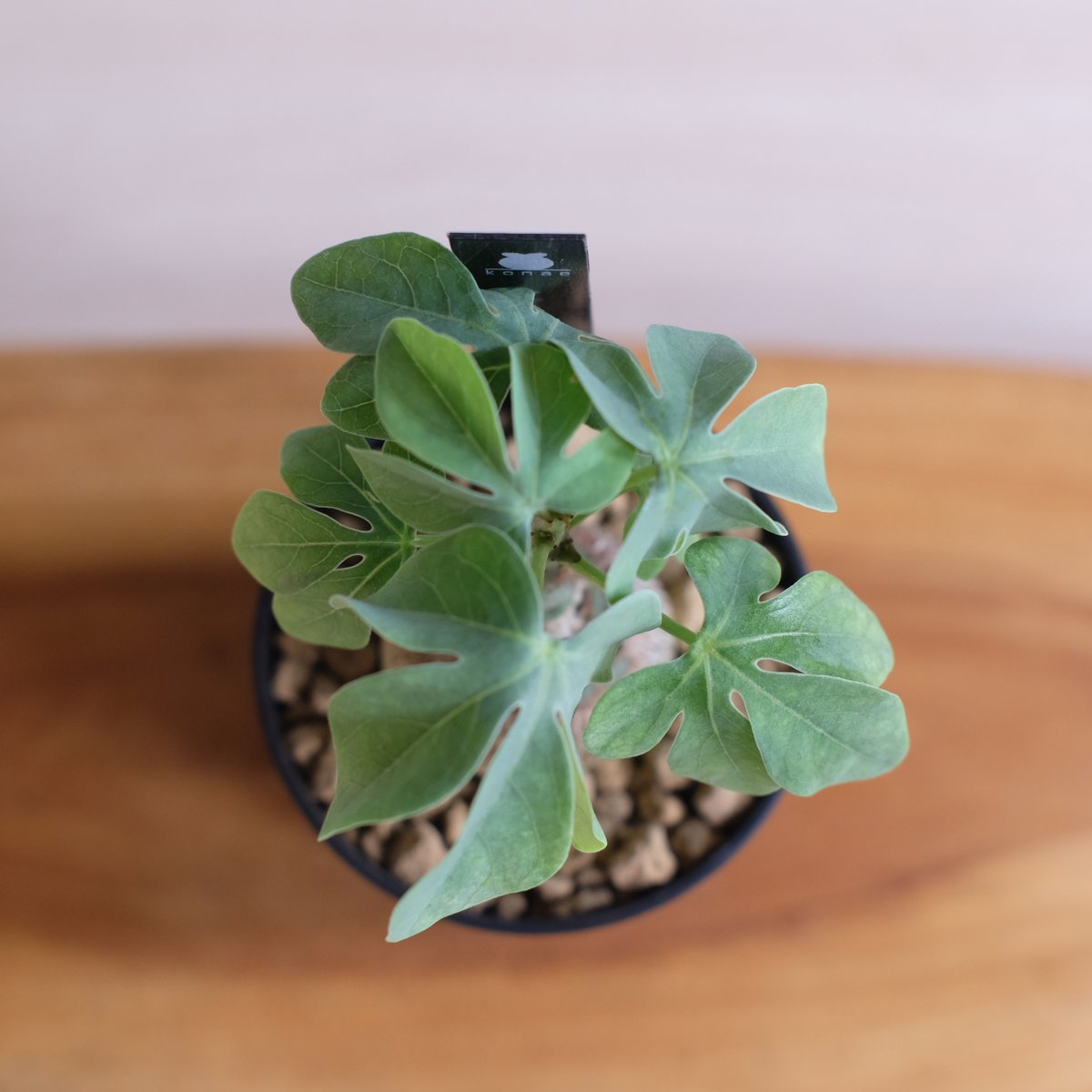 アデニア グラウカ / Adenia glauca / KN1332 | 塊根植物 小苗専門店