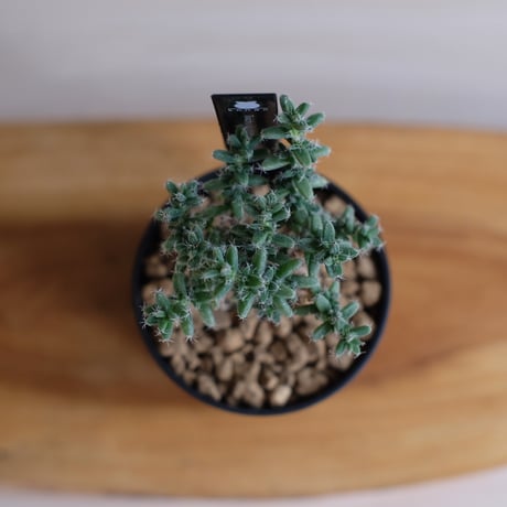 トリコディアデマ ブルボスム / Trichodiadema bulbosum