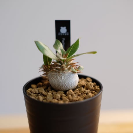 パキポディウム マカイエンセ / Pachypodium makayense / KN1010