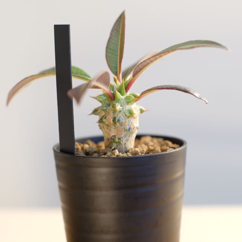 パキポディウム・ウィンゾリー、ウィンゾリーxバロニーhb セット⑦ Yahoo!オークション - Pachypodium windsorii x baronii