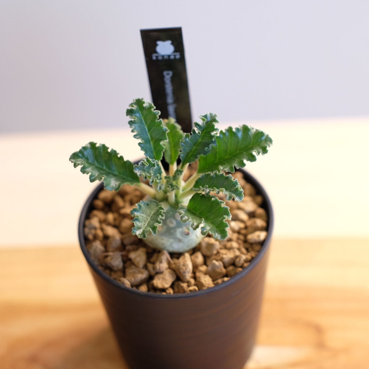 【レア/塊根植物】ドルステニア ラブラニー オス株（大株）鉢植え I レア/塊根植物】ドルステニア ラブラニー オス株（大株）鉢植え