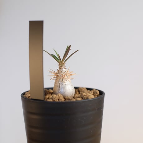 パキポディウム グラキリス / Pachypodium gracilius