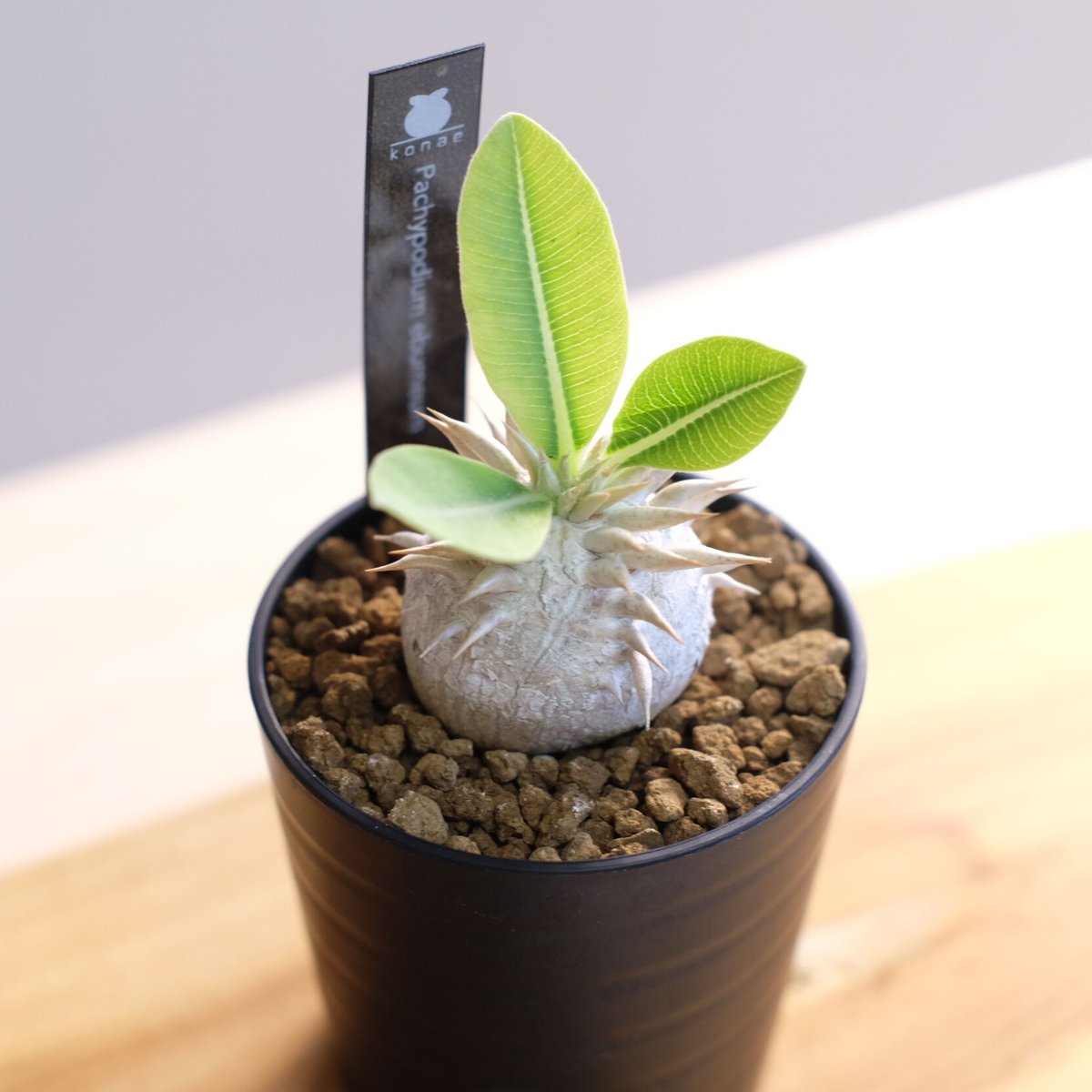 パキポディウム エブレネウム Pachypodium eburneum ① パキポディウム エブレネウム / Pachypodium eburneum | 塊根