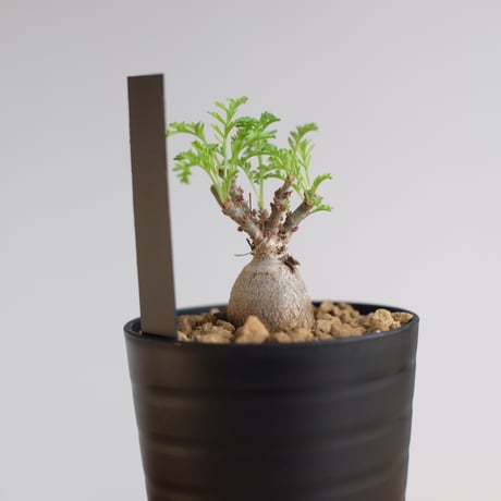 ペラルゴニウム パキポディウム / Pelargonium sp. cf. pachypodium / KN1349