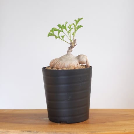 ペラルゴニウム パキポディウム / Pelargonium sp. cf. pachypodium / KN1371
