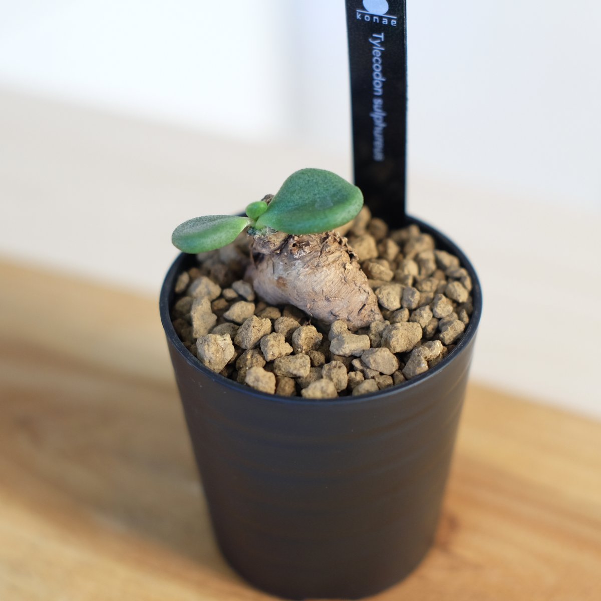 チレコドン スルフレウス / Tylecodon sulphureus | 塊根植物 小苗専門
