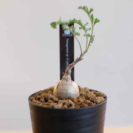 ペラルゴニウム パキポディウム / Pelargonium sp. cf. pachypodium