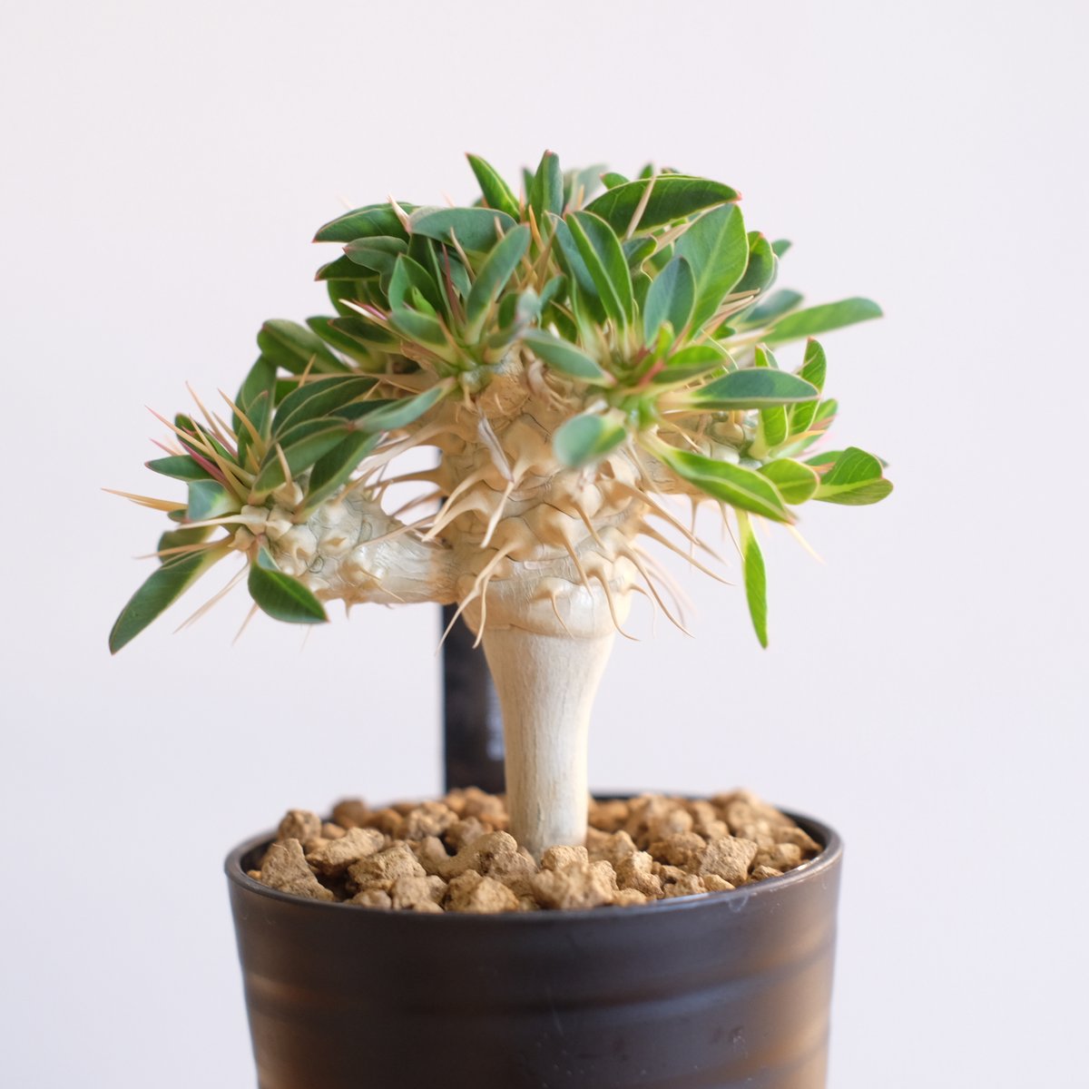 塊根植物 ユーフォルビア　ギラウミニアナ plants230803d55-247x296.jpg