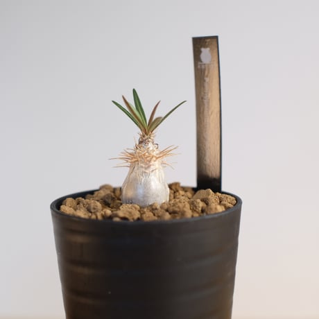 パキポディウム グラキリス / Pachypodium gracilius