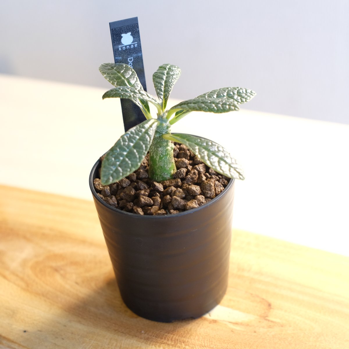 ドルステニア ギガス / Dorstenia gigas | 塊根植物 小苗専門店 konae