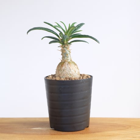 パキポディウム サキュレンタム / Pachypodium succulentum / KN1281