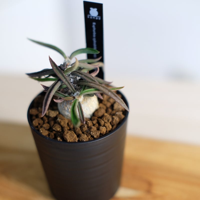 ユーフォルビア キリンドリフォリア トゥビフェラ / Euphorbia cylindri