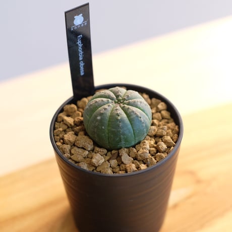 ユーフォルビア オベサ / Euphorbia obesa