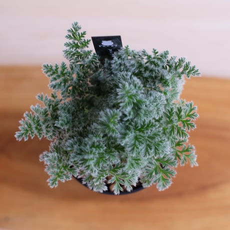 ペラルゴニウム アッペンディクラツム / pelargonium appendiclatum / KN1399