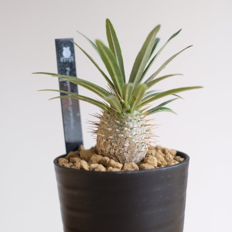 パキポディウム グラキリス / Pachypodium gracilius / KN1336