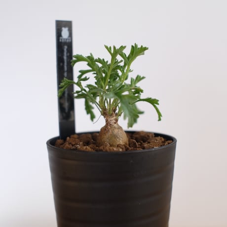 ペラルゴニウム パキポディウム / Pelargonium sp. cf. pachypodium