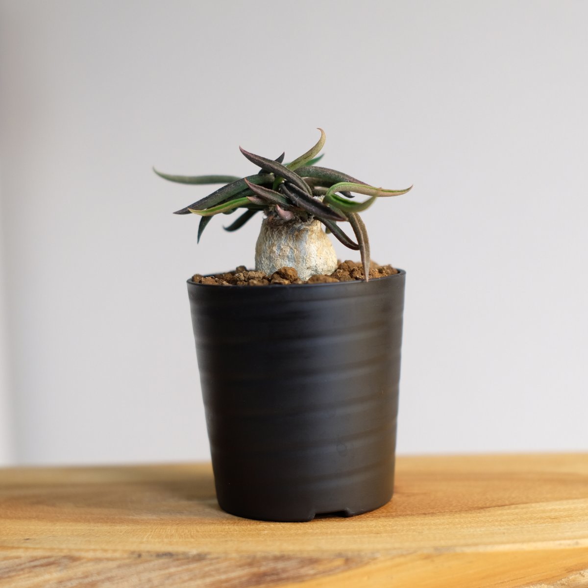 ユーフォルビア キリンドリフォリア ② 楽天市場】ユーフォルビア・キリンドリフォリア 亜種