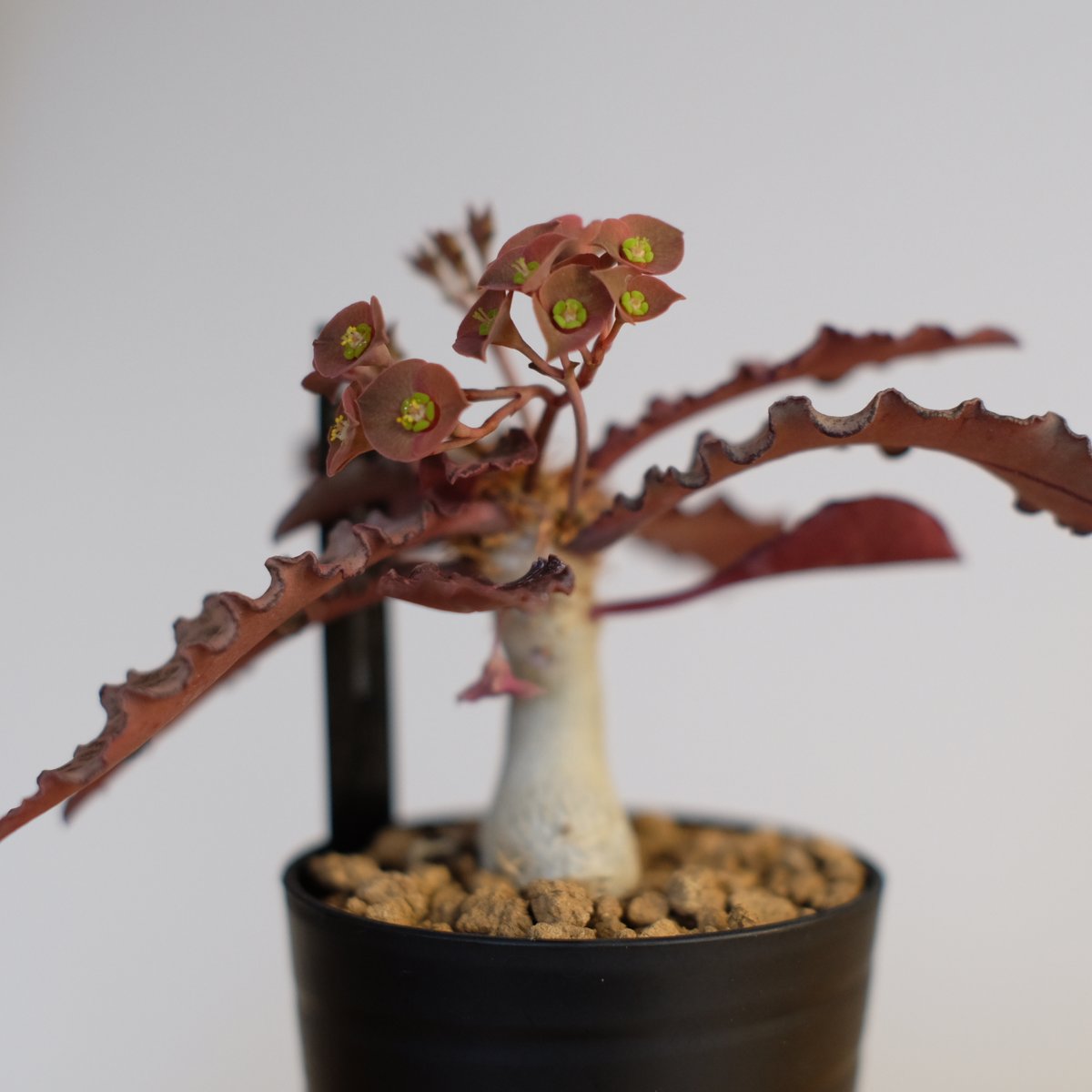 ユーフォルビア フランコイシー / Euphorbia francoisii | 塊根植物 小