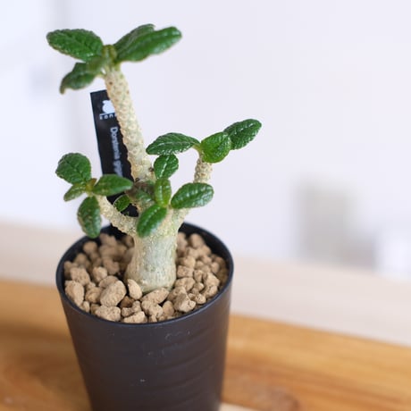 ドルステニア ギガス / Dorstenia gigas / KN1230