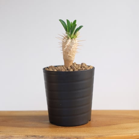 塊根植物 小苗専門店 konae 塊根植物 小苗専門店 konae