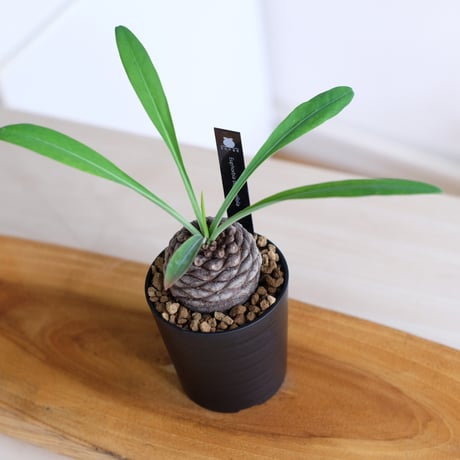 ユーフォルビア ブプレウリフォリア 鉄甲丸 / Euphorbia bupleurifolia / KN1483