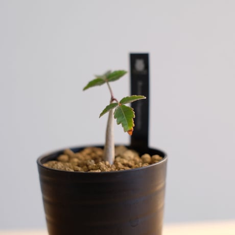 ブルセラ ファガロイデス / Bursera fagaroides / KN1022
