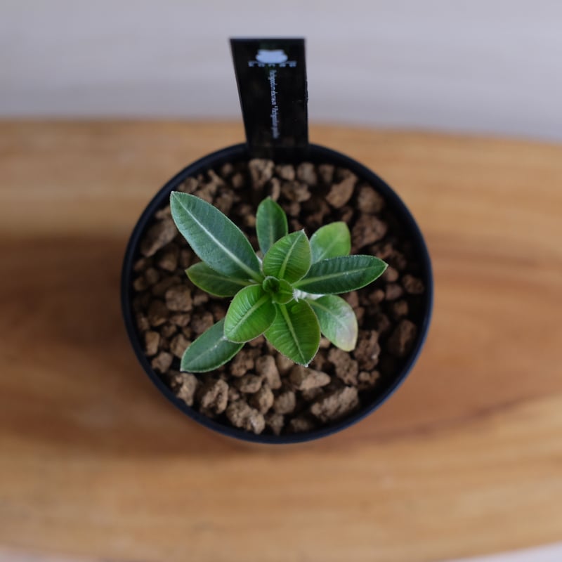 パキポディウム エブレネウム × グラキリス / Pachypodium eburneum ×