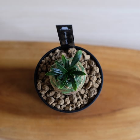 ユーフォルビア オベサ×鉄甲丸　Euphorbia obesa×bupleurifolia / KN1436