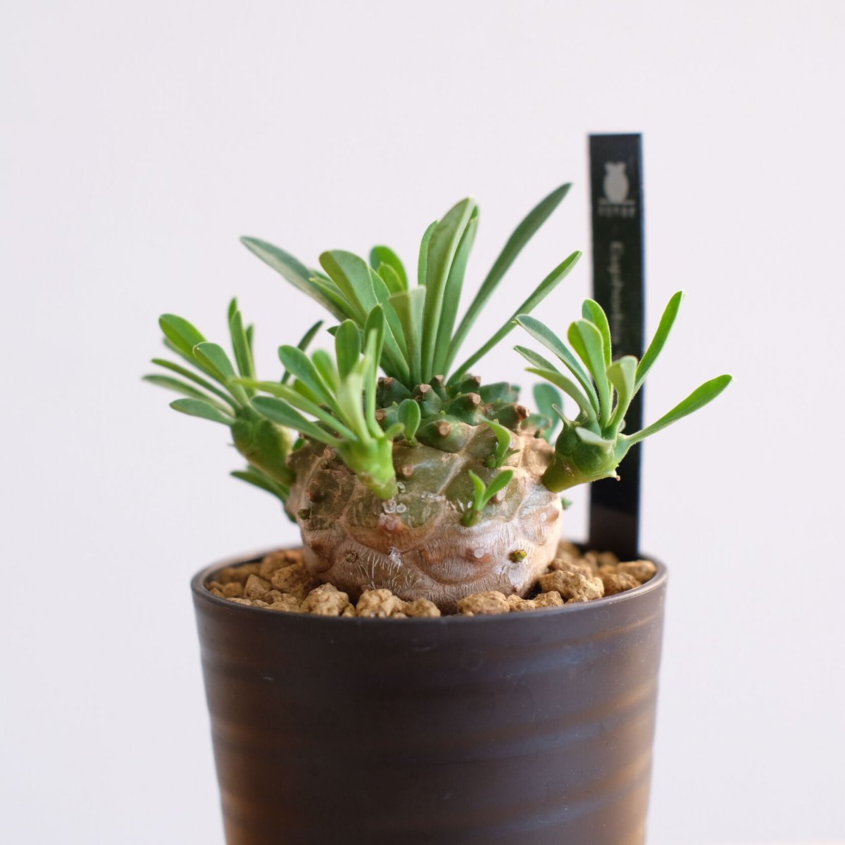 2株『ユーフォルビア・ガビザン*Euphorbia Gabizan』3号×2 人気