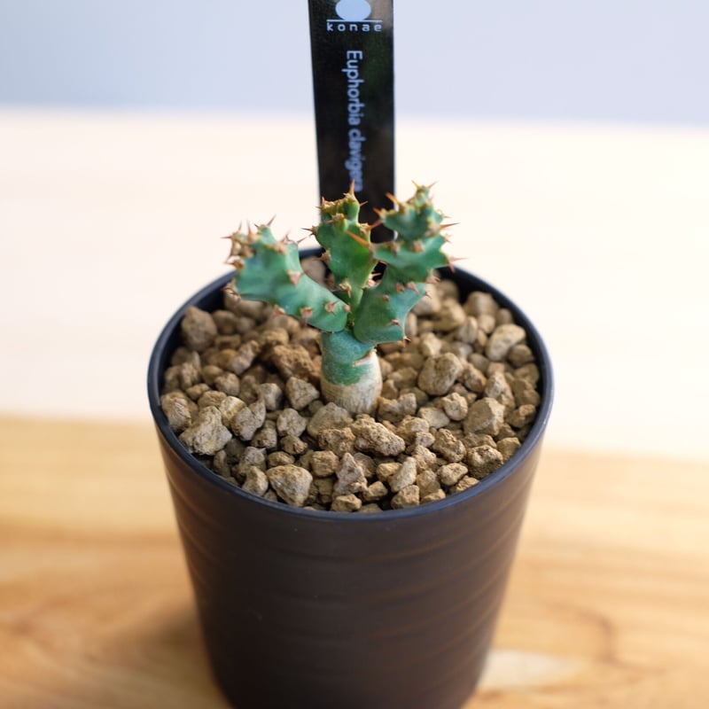 ユーフォルビア　クラビゲラ　現地球　Euphorbia clavigera Ⅱ ユーフォルビア クラビゲラ Euphorbia clavigera no.41816