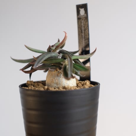 ユーフォルビア キリンドリフォリア トゥビフェラ / Euphorbia cylindrifolia var. tubufera