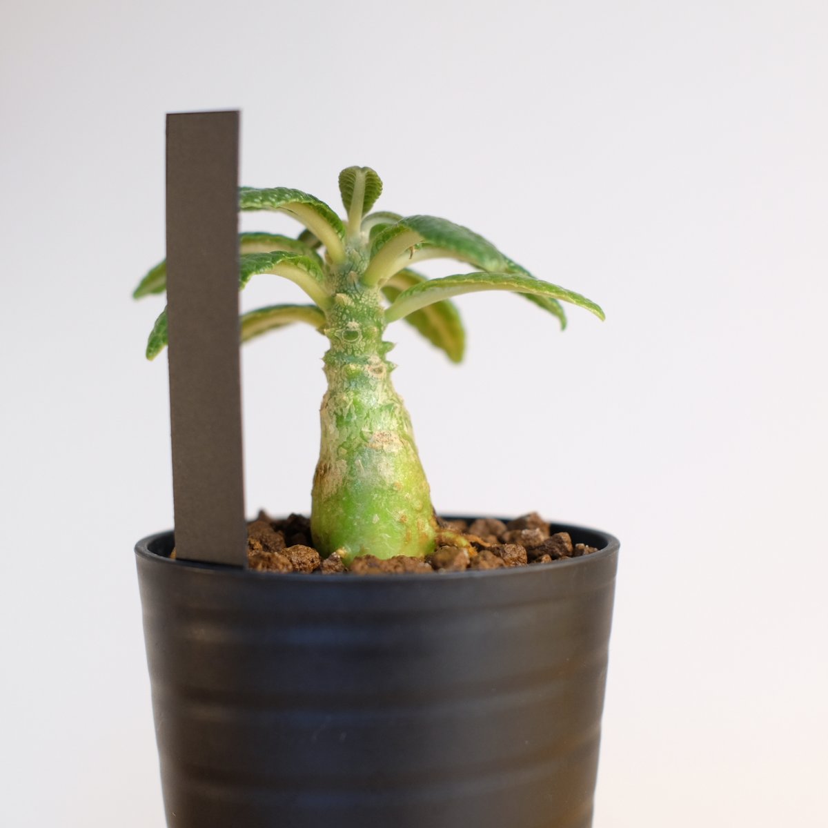 【レア/塊根植物】ドルステニア ギガス 鉢植え A-1 備忘録 ギガスブラータ② 塊根幅13.1 厚み9 菊鉢9号 肥料を変え