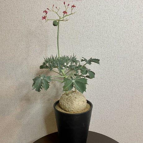 ヤトロファベルランディエリ | STORES