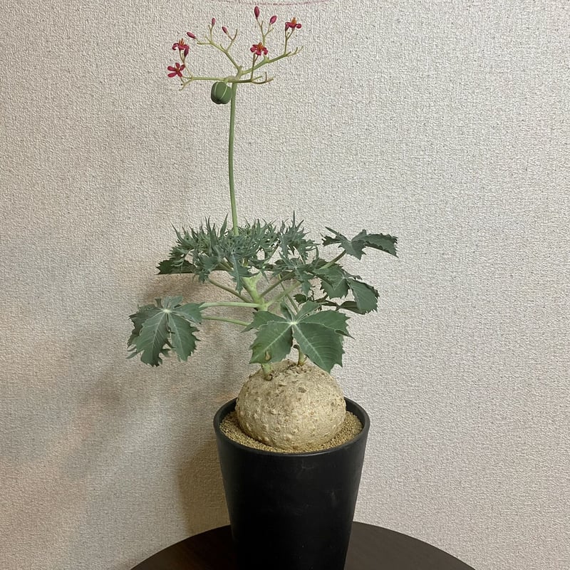 ヤトロファ　ベルランディエリ ヤトロファ： ベルランディエリ カタルティカ 4号鉢植え の通販